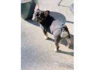 French Bulldog Puppy for sale in Destin, FL, USA