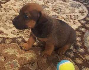 Jack Russell Terrier Puppy for sale in Jonesville, LA, USA