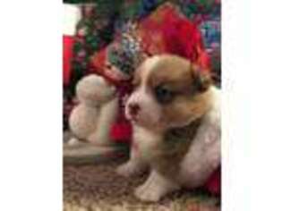 Pembroke Welsh Corgi Puppy for sale in Charlotte, MI, USA