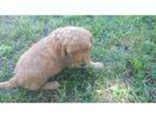 Goldendoodle Puppy for sale in Orient, IA, USA