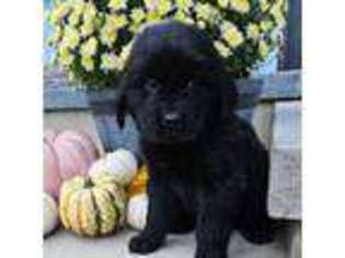 Newfoundland Puppy for sale in Lynn, IN, USA