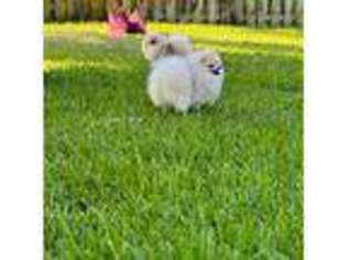Pomeranian Puppy for sale in Boca Raton, FL, USA