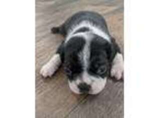 Boston Terrier Puppy for sale in Columbus, OH, USA