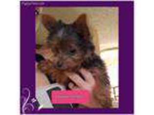 Yorkshire Terrier Puppy for sale in Orient, OH, USA