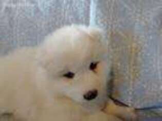Samoyed Puppy for sale in Knoxville, PA, USA
