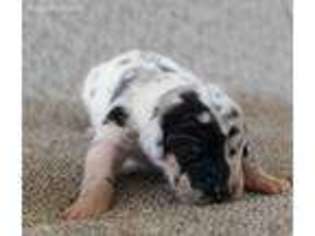 Great Dane Puppy for sale in Red Oak, OK, USA