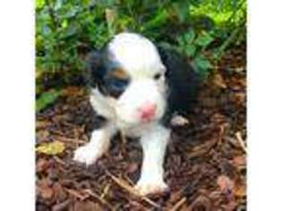 Miniature Australian Shepherd Puppy for sale in Franklin, LA, USA