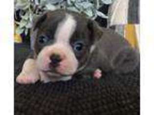 Boston Terrier Puppy for sale in Elkton, KY, USA
