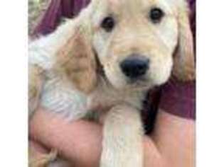Golden Retriever Puppy for sale in Independence, MO, USA