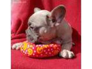 French Bulldog Puppy for sale in Layton, UT, USA