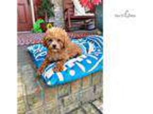 Cavapoo Puppy for sale in Bowling Green, KY, USA