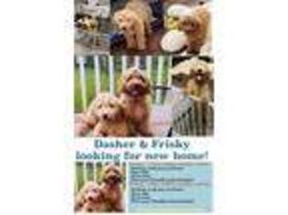 Goldendoodle Puppy for sale in Fairfax, VA, USA