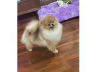 Pomeranian Puppy for sale in Upland, CA, USA