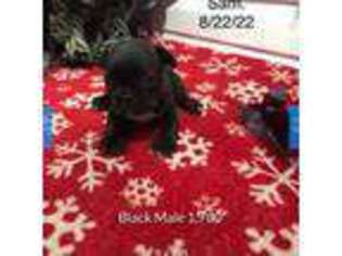 French Bulldog Puppy for sale in Opdyke, IL, USA