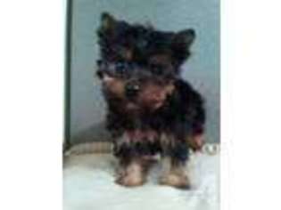 Yorkshire Terrier Puppy for sale in FREDERICKSBURG, VA, USA