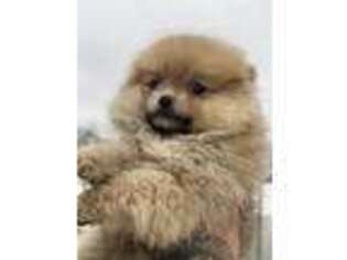 Pomeranian Puppy for sale in Oak Lawn, IL, USA