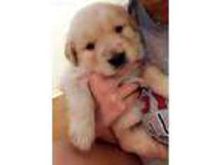 Golden Retriever Puppy for sale in Walkersville, MD, USA