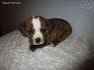 Bulldog Puppy for sale in Spencerville, IN, USA
