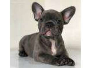 French Bulldog Puppy for sale in Woodhaven, NY, USA