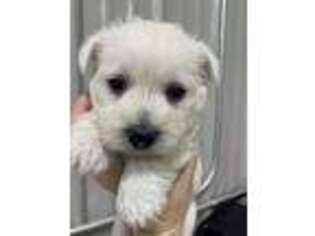 West Highland White Terrier Puppy for sale in Ridgeway, IA, USA