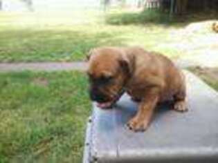 Mastiff Puppy for sale in Waterloo, IA, USA