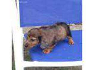 Dachshund Puppy for sale in Camden, SC, USA