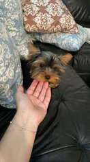 Yorkshire Terrier Puppy for sale in Corona, NY, USA