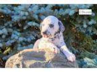 Dalmatian Puppy for sale in Fort Wayne, IN, USA