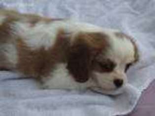 Cavalier King Charles Spaniel Puppy for sale in Ellsinore, MO, USA