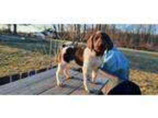 German Shorthaired Pointer Puppy for sale in Coatesville, PA, USA
