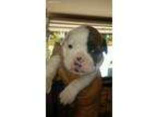 Olde English Bulldogge Puppy for sale in Wolcottville, IN, USA