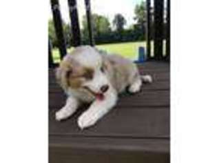 Miniature Australian Shepherd Puppy for sale in Waynesville, OH, USA