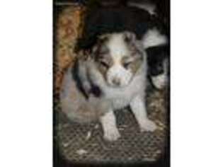 Australian Shepherd Puppy for sale in Mount Clare, WV, USA