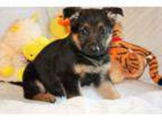 German Shepherd Dog Puppy for sale in Soperton, GA, USA