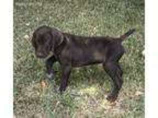 German Shorthaired Pointer Puppy for sale in Groveton, TX, USA