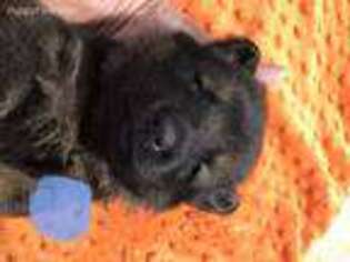 German Shepherd Dog Puppy for sale in Montague, NJ, USA