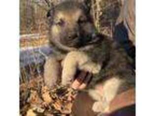 German Shepherd Dog Puppy for sale in Edwards, MO, USA