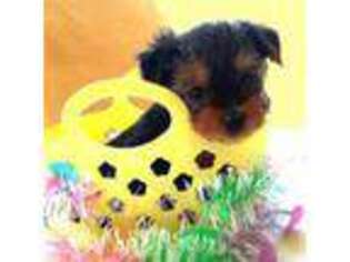 Yorkshire Terrier Puppy for sale in Millmont, PA, USA