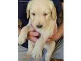 Goldendoodle Puppy for sale in Ville Platte, LA, USA