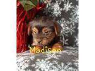 Yorkshire Terrier Puppy for sale in Mc Veytown, PA, USA