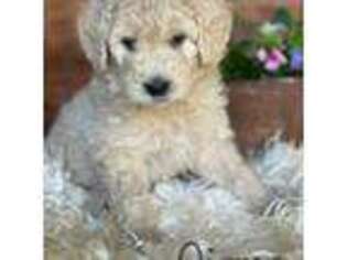 Goldendoodle Puppy for sale in Foresthill, CA, USA