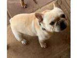 French Bulldog Puppy for sale in Henderson, TX, USA