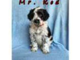 Portuguese Water Dog Puppy for sale in Rigby, ID, USA