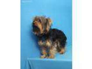 Yorkshire Terrier Puppy for sale in Morganton, NC, USA