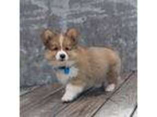 Pembroke Welsh Corgi Puppy for sale in Lake Charles, LA, USA