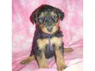 Airedale Terrier Puppy for sale in Junction City, OH, USA