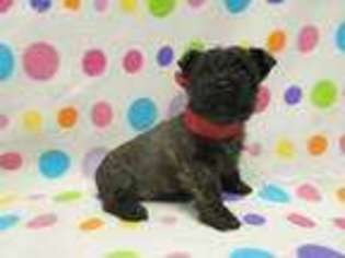 Cairn Terrier Puppy for sale in Carrollton, OH, USA
