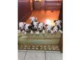 Olde English Bulldogge Puppy for sale in Binghamton, NY, USA