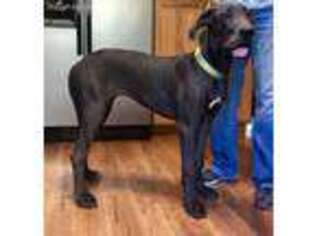 Great Dane Puppy for sale in Saint Louis, MO, USA