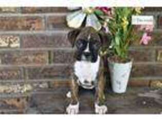 Boxer Puppy for sale in Mansfield, OH, USA